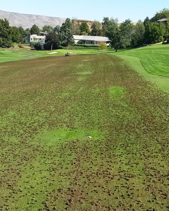 Fairway covered in soil cores after core aeration, with a turf vehicle working in the distance