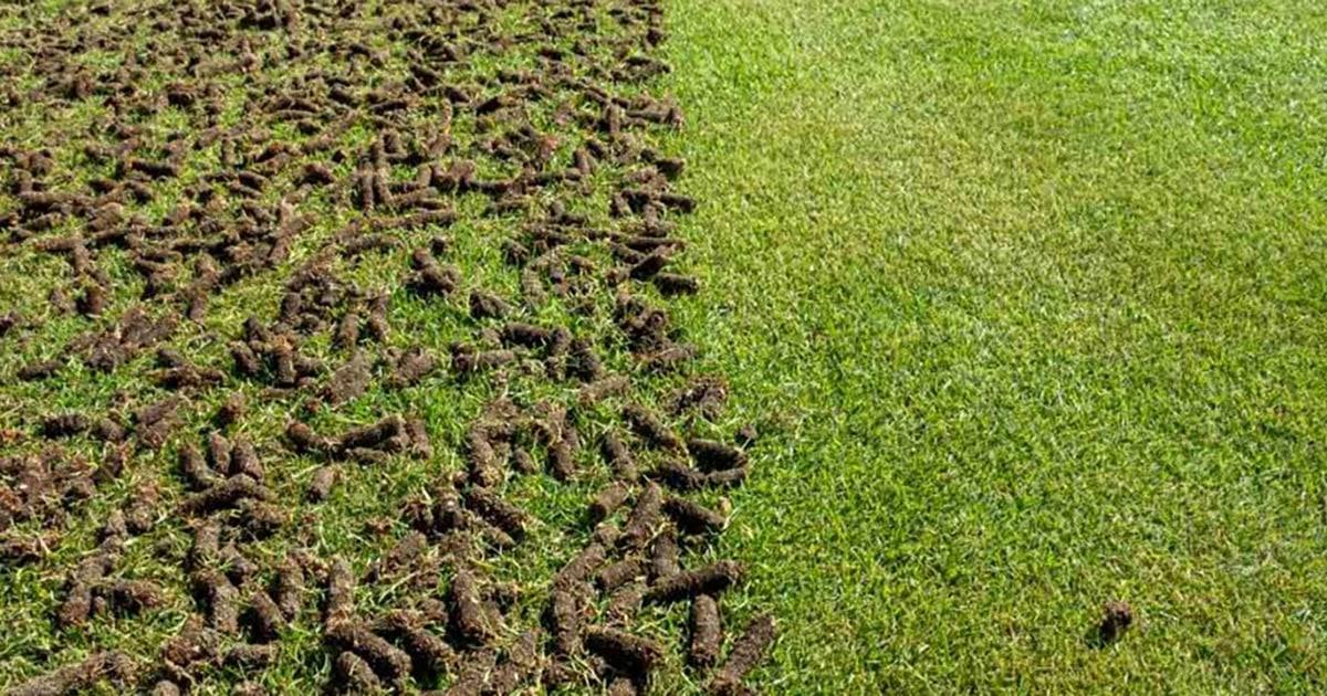 Half-renovated lawn showing cores beside smooth grass