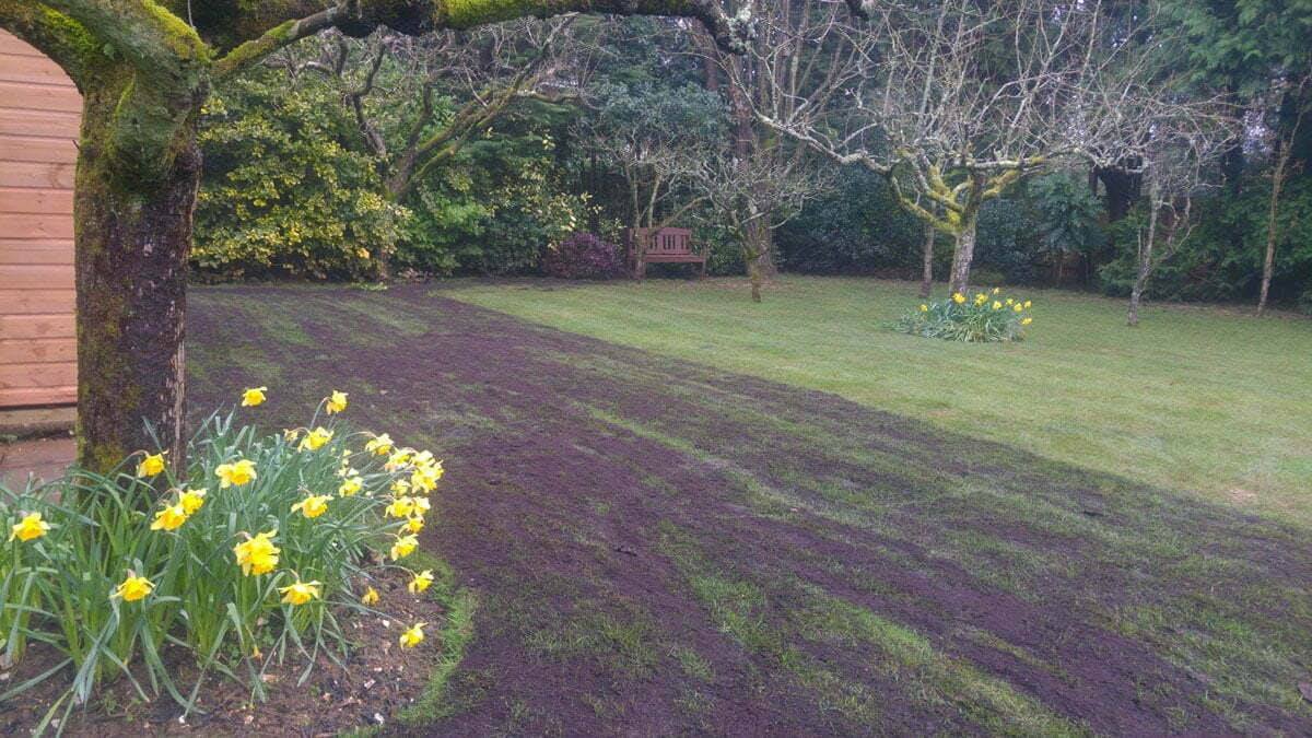 Garden lawn with fresh passes of dark top dressing spread beside a section not yet dressed