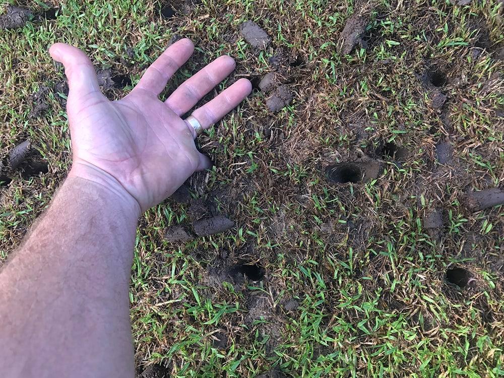 Hand beside deep core aeration holes and soil plugs in a compacted couch lawn