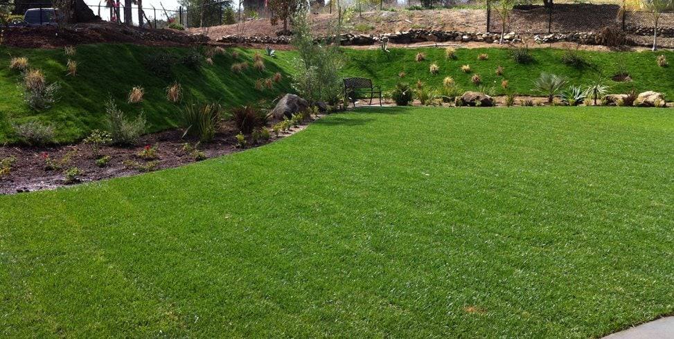 Thick, even backyard lawn beside garden beds, with no gaps for weeds