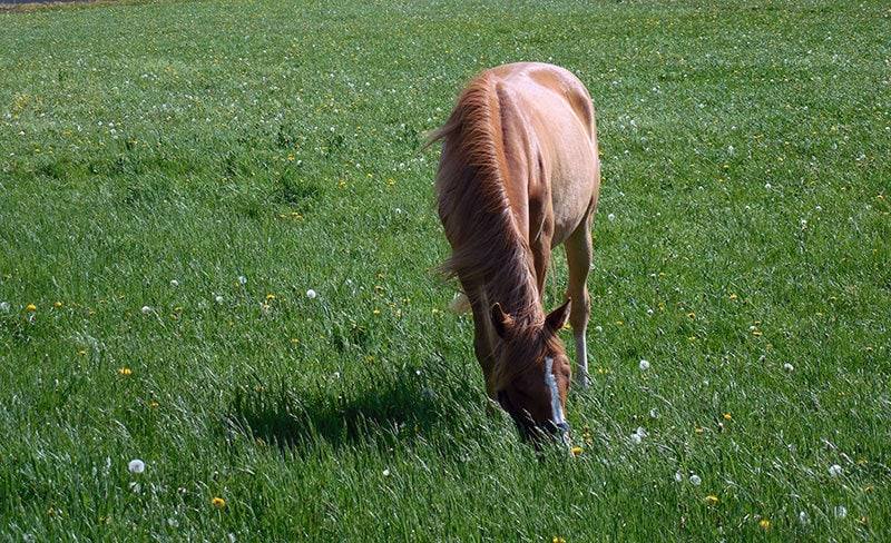 Chestnut horse grazing long pasture with yellow-flowering weeds scattered through it