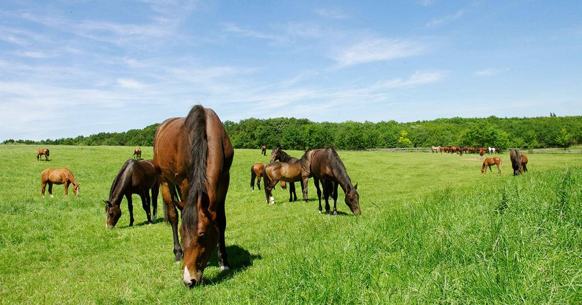 Bay and chestnut horses grazing a large, well-grassed paddock bordered by trees