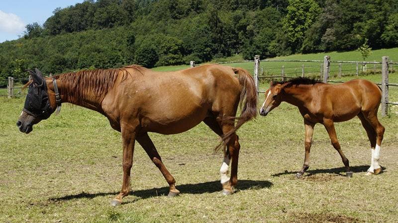 Chestnut mare in a fly mask and her foal in a closely grazed paddock with thin, patchy grass